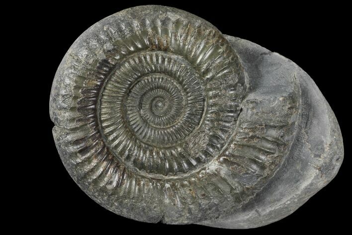 Dactylioceras Ammonite Fossil - England #100471